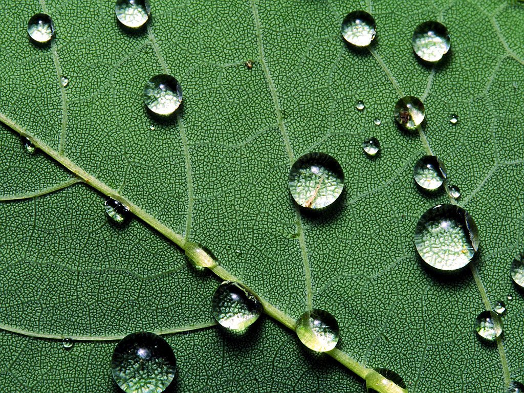 Raindrops on a Fallen Leaf